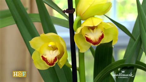 Cymbidium Orchid Youtube