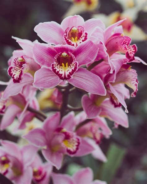 Cymbidium Orchids Care