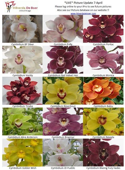 Cymbidium Orchids Colors