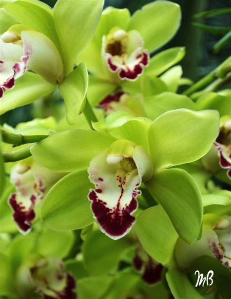 Cymbidium Orchids Green