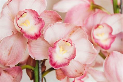 Cymbidium Orchids Images