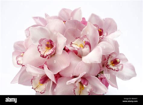 Cymbidium Orchids Rose