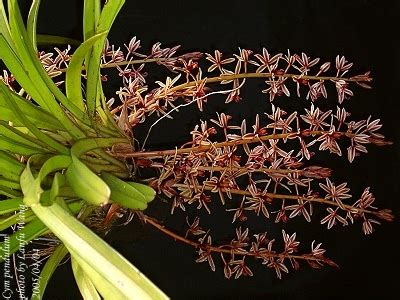 Cymbidium Pendulum