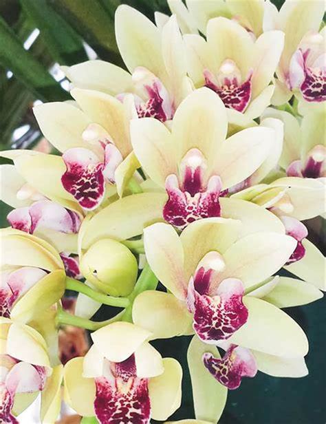 Cymbidium Perenne