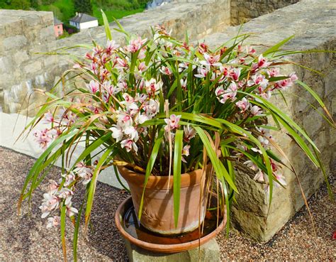 Cymbidium Pot