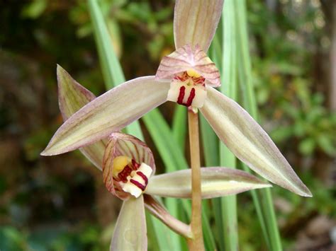 Cymbidium Pronounce