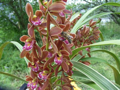 Cymbidium Pumilum