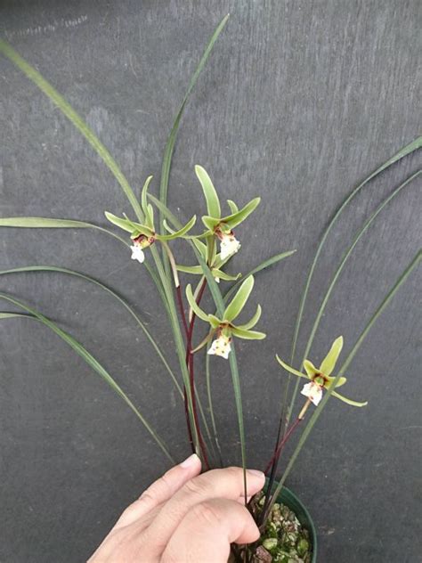 Cymbidium Qiubeiense