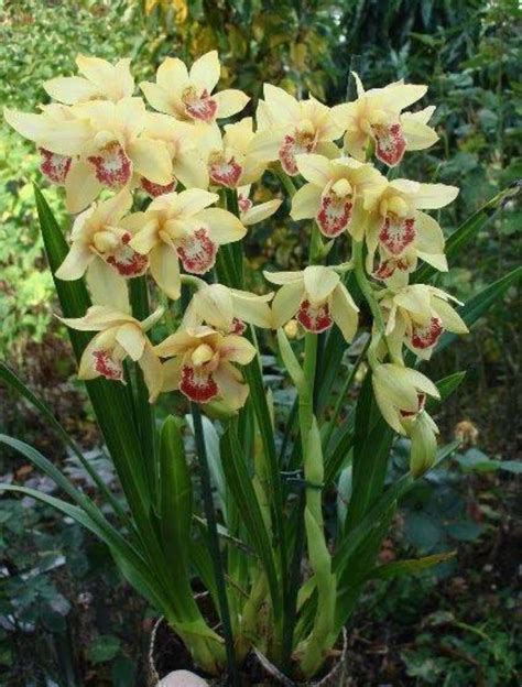 Cymbidium Quale Vaso