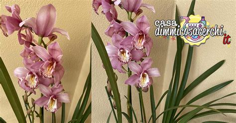 Cymbidium Quando Concimare