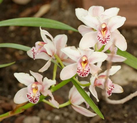 Cymbidium Quando Rinvasare