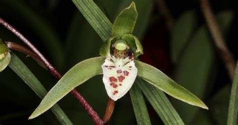 Cymbidium Quibeiense