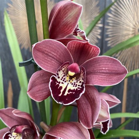 Cymbidium Red Beauty