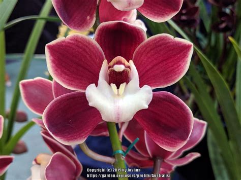 Cymbidium Red Pepper Janice