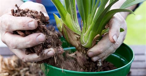 Cymbidium Repotting