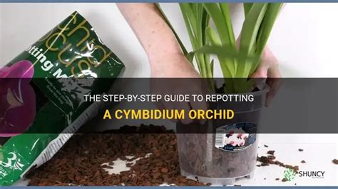 Cymbidium Repotting Orchids How To