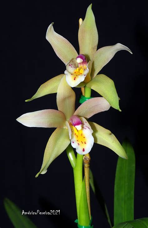 Cymbidium Roseum