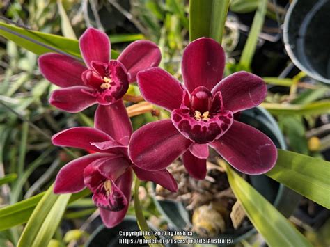 Cymbidium Ruby Eyes