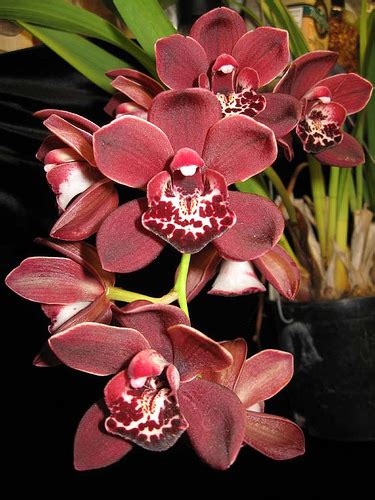 Cymbidium Ruby Pendant