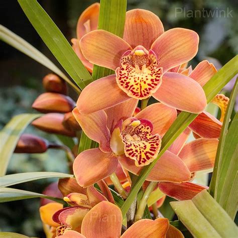 Cymbidium Seeds