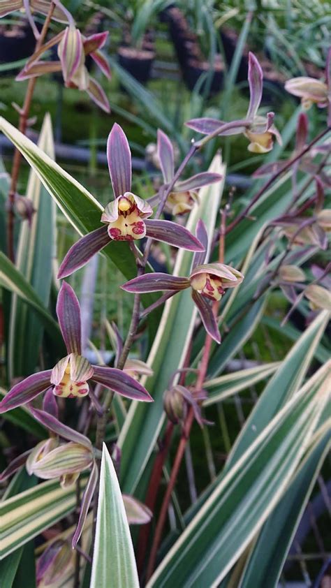 Cymbidium Sinense