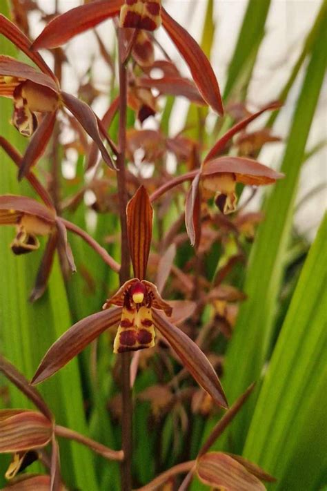 Cymbidium Sinense For Sale