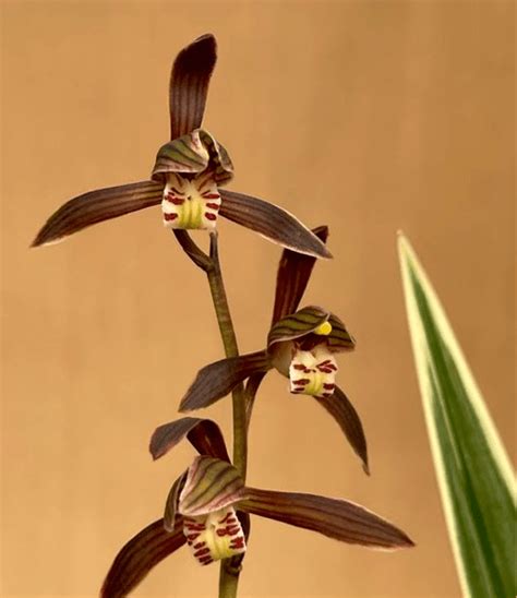 Cymbidium Sinense Tai Ping Yang