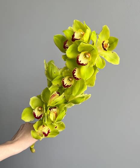 Cymbidium Stem