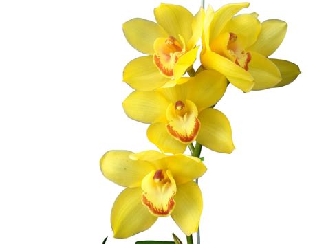Cymbidium Sunny Moon 3b