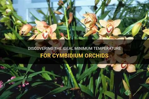 Cymbidium Temperature Range