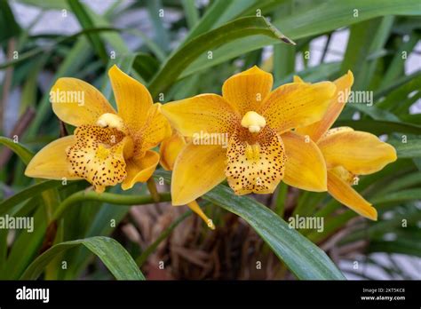 Cymbidium Terrestrial