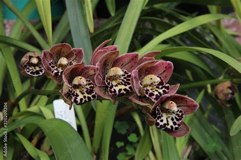 Cymbidium Tethys