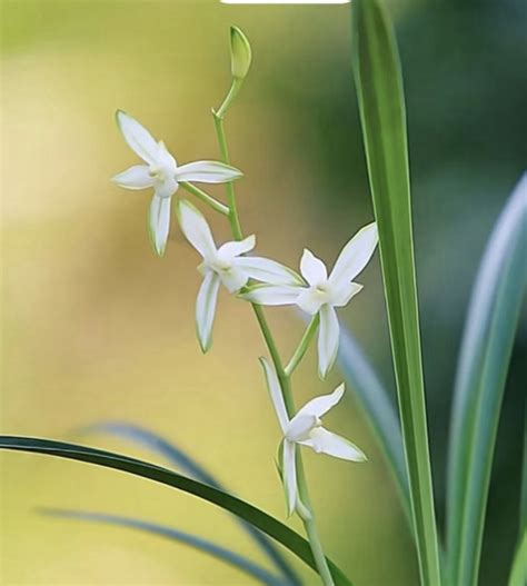 Cymbidium Tian Xiang