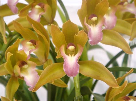 Cymbidium Tiger Tail