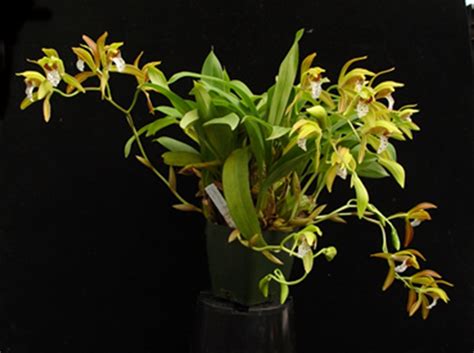 Cymbidium Tigrinum
