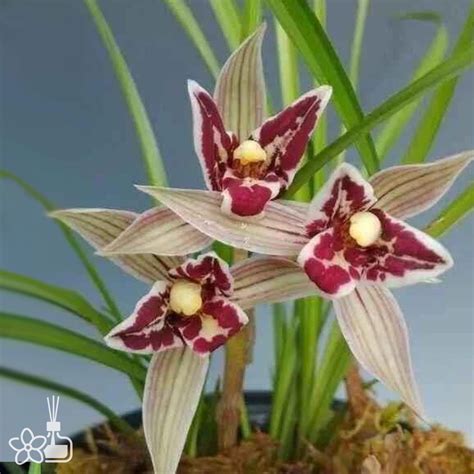 Cymbidium Tortisepalum