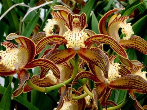 Cymbidium Tracyanum