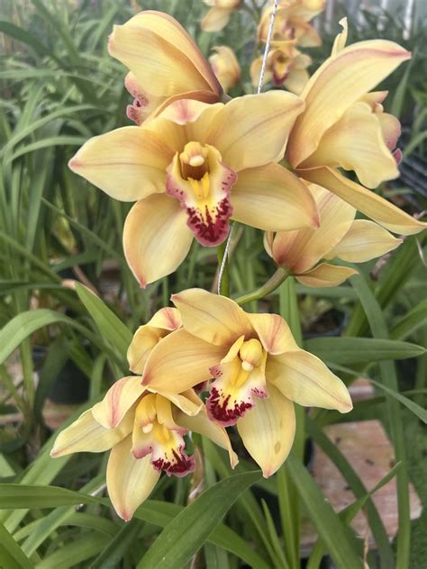 Cymbidium Treasure