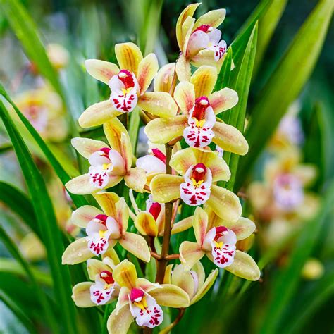 Cymbidium Types