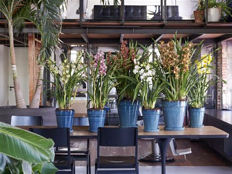 Cymbidium Uitgebloeid