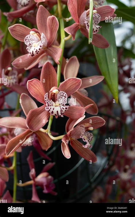Cymbidium Uk