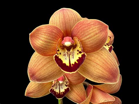 Cymbidium Uluru Sunset