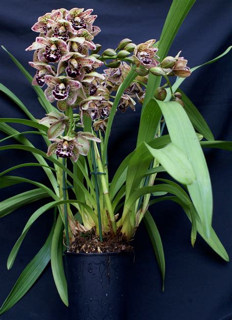 Cymbidium Unemployed Pilot