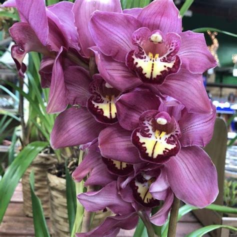 Cymbidium Ungu