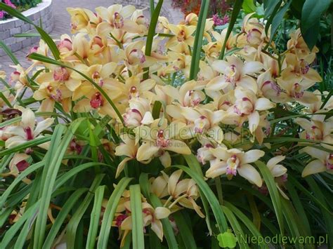 Cymbidium Uprawa