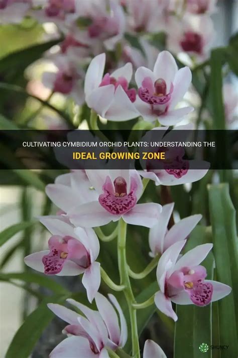 Cymbidium Usda Zone