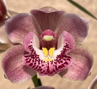 Cymbidium Valley Of Fire