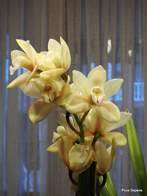Cymbidium Vara Floral