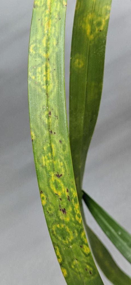 Cymbidium Virus