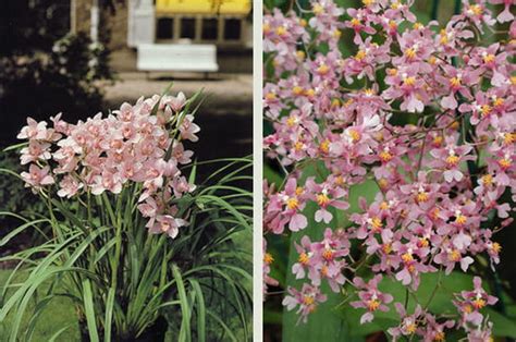 Cymbidium Vs Oncidium